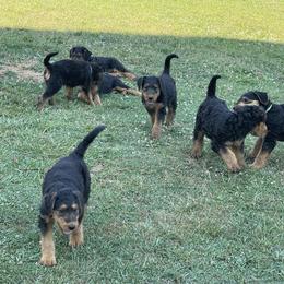 Airedale Terrier Puppies from Seaquest Airedales