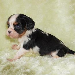 Charlie - Tri-color male Cavalier King Charles Spaniel puppy in Pleasant City, Ohio from cywood's ohio cavaliers