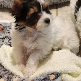 Boy 2 - Black tan and white Biewer Terrier puppy in Charlottesville, Virginia from Little Gems Biewer Terriers
