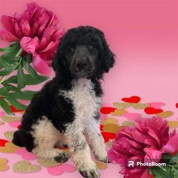 Poodle Puppies from Paddock's Purebred Poodles