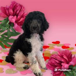 Poodle Puppies from Paddock's Purebred Poodles