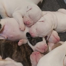 American Bulldog Puppies from Ferocia Kennels