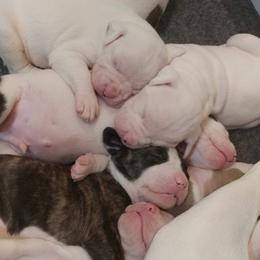 American Bulldog Puppies from Ferocia Kennels