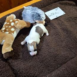 Girl 2 - White and tan female Russell Terrier puppy in Traverse City, Michigan from Boardman valley kennels