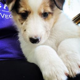 Creekside Collies Fire Agate - Old Time Scotch Collie puppy in Austin, Texas from Creekside Collies