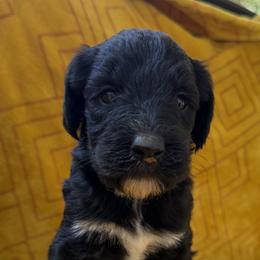 Aussiedoodles, Dachshunds, and Pomeranians from Gracie's Puppies