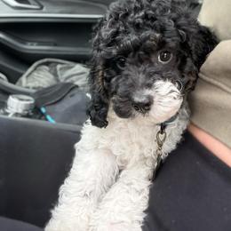 Harry F1b - Tri-color male Cavapoo puppy in Wamego, Kansas from Doodles of Oz