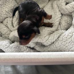 Chloe - Black and tan female Dachshund puppy in Tomball, Texas from Gutierrez House of Doxies