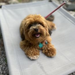Penny - Havanese