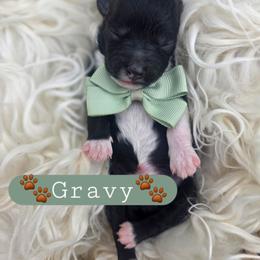 Gravy - male Cavapoochon puppy in Bullard, Texas from Cavapoochon Central LLC