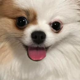 Pomeranians from Cindys Diva Pomeranians