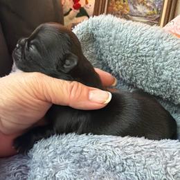 Black with small white spot on chest - Black male Shih Tzu puppy in Citrus Heights, California from The Lion dog Shih Tzu