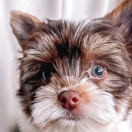Boy 3 - Parti Yorkshire Terrier puppy in Yakima, Washington from Devine Yorkies