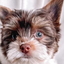 Boy 3 - Parti Yorkshire Terrier puppy in Yakima, Washington from Devine Yorkies