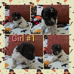 Girl 1 - Brown roan female Lagotto Romagnolo puppy in Chuckey, Tennessee from Willow Creek Kennels