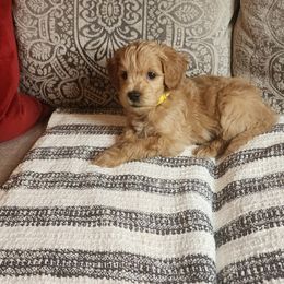 Yellow Collar Boy - Goldendoodle puppy in Richmond, Virginia from Highland Grove Doodles, LLC