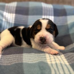 Orange Collar - Black white and tan male Beagle puppy in Princeton, Minnesota from Thor’s Beagles & Maha’s Staffy