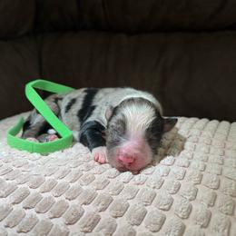 Bronco - Blue merle male Miniature Australian Shepherd puppy in Tucson, Arizona from Soqui Ortiz Cattle Ranch