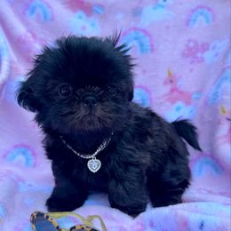 Silk - Black female Shih Tzu puppy in Rhode Island from Sacred Light Shihtzu