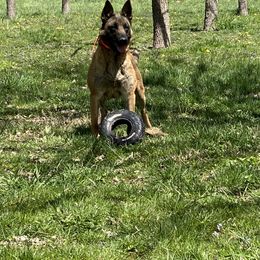 Belgian Malinois All Grown Up from Detto Fatto Malinois