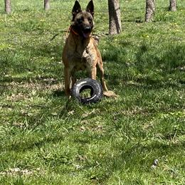 Belgian Malinois All Grown Up from Detto Fatto Malinois