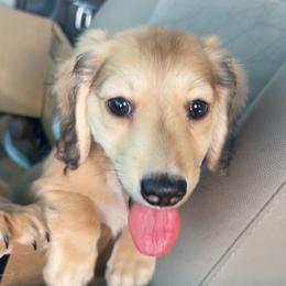 Ash - Chocolate and cream male Dachshund puppy in Pueblo, Colorado from Nikas Baby Beanz LH Dachshunds