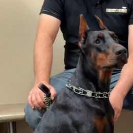 Doberman Pinscher Puppies from Storm Cloud Doberman