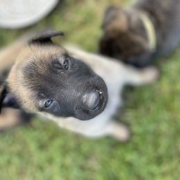 xDutch Shepherd Puppies from Crystal Coast K9 MHC