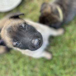 xDutch Shepherd Puppies from Crystal Coast K9 MHC