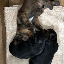 Yorkshire Terrier puppies from Star Catcher Pups