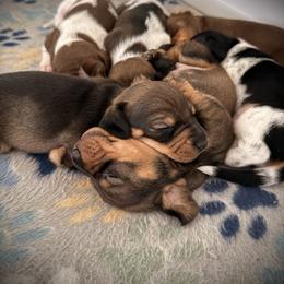 Dachshund Puppies from Drift & Dash Dachshunds