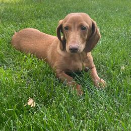 Simon - Red male Dachshund puppy in Industry, Illinois from KDKs Kennels