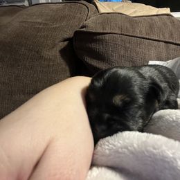 Border Terrier Puppies from Devonwood Border Terriers