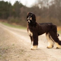 Tyra - Black and tan female Afghan Hound puppy in North Carolina from Country Meadows Hounds