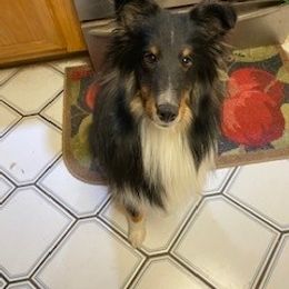 "Rico, Age 15 Months" Shetland Sheepdog All Grown Up from Abbeyglen Shelties