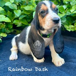 Rainbow Dash - Black white and brown female Basset Hound puppy in Dingess, West Virginia from Tuckers' Howling Hounds
