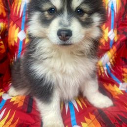 Prairie - Gray and white female Pomsky puppy in Auburn, Washington from Periwinkle Pomskies