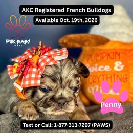 Penny - Tricolors female French Bulldog puppy in Michigan from Fur Baby Farms