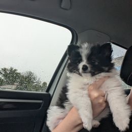Pomeranian Puppies from Textilepoms
