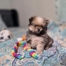 Peep - Chocolate merle male Pomeranian puppy in Cleveland, Georgia from Sourpatch Pomeranians