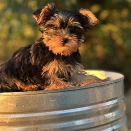Onyx - Black and tan male Yorkshire Terrier puppy in South Coffeyville, Oklahoma from Nicki's Yorkies