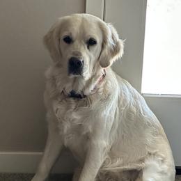 Lilo - Golden Retriever