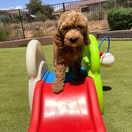 Lilo - Red  male Goldendoodle puppy in Anthem/Phoenix, Arizona from Ironwood Doodles