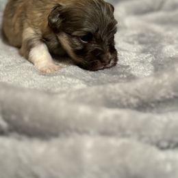 Berger Picard and Havanese Puppies from Rhythm Rock Ranch
