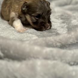 Berger Picard and Havanese Puppies from Rhythm Rock Ranch