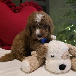Bluey - Red male Bernedoodle puppy in Bristol, Tennessee from 4goldendoodles