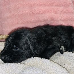 Girl 1 - Aussiedoodle puppy in Paint Rock, Alabama from Kotah’s Kennels