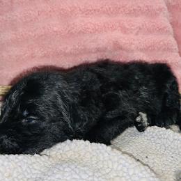 Girl 1 - Aussiedoodle puppy in Paint Rock, Alabama from Kotah’s Kennels