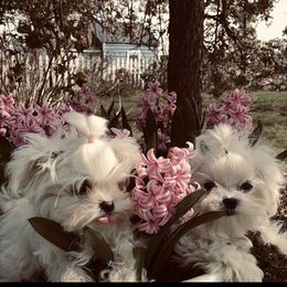 French Bulldog, Maltese, Poodle, and Yorkshire Terrier Puppies from Silver Lining