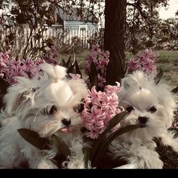 French Bulldog, Maltese, Poodle, and Yorkshire Terrier Puppies from Silver Lining